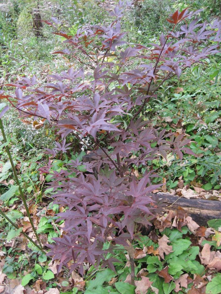 Japanese Maple 'Bloodgood'